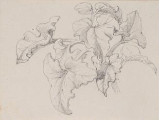 Leaf Study