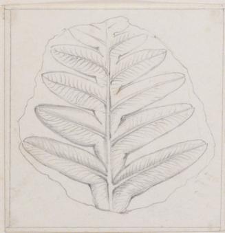 Leaf Study; Fossil (?)