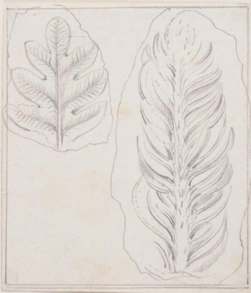 Leaf Studies; Fossils (?)