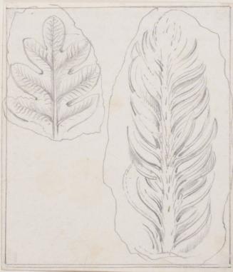 Leaf Studies; Fossils (?)
