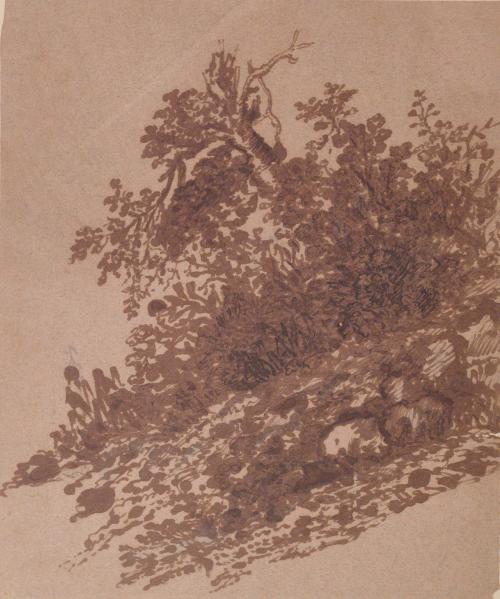 Sunlit Bush