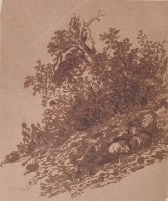 Sunlit Bush