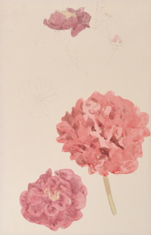 Flower Studies