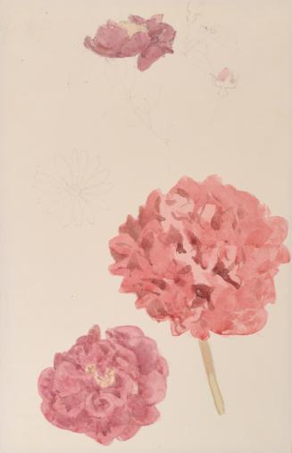 Flower Studies