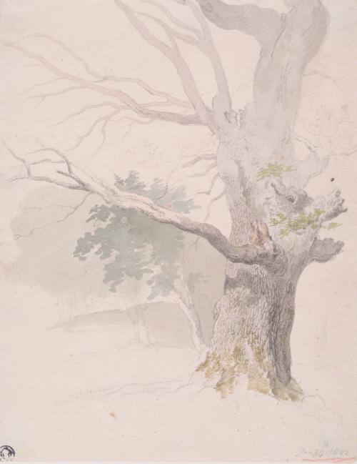 Study of an Oak
