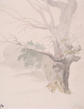 Study of an Oak