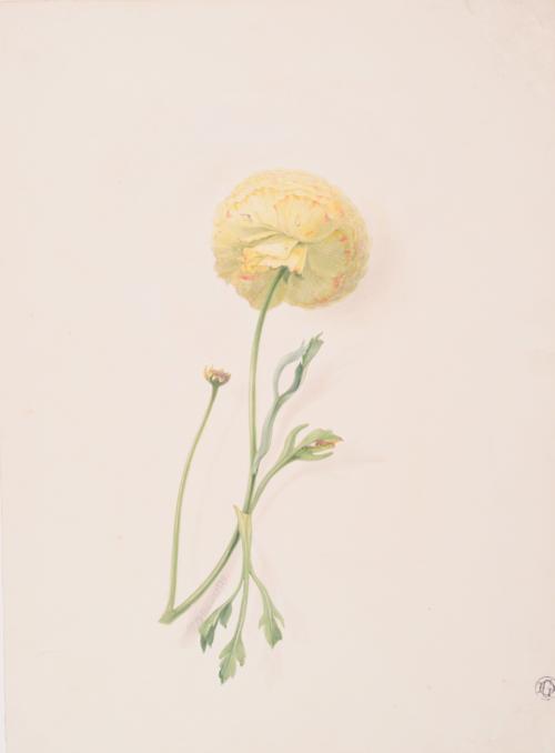 Marigold