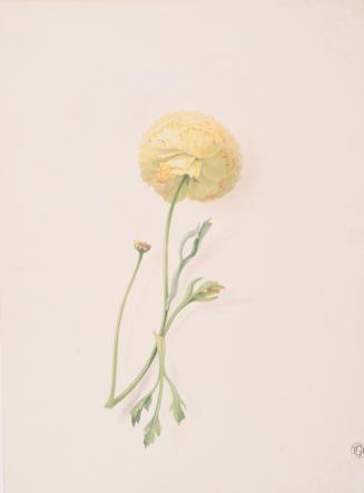 Marigold
