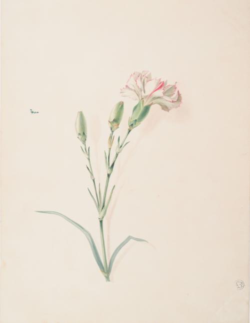 Dianthus