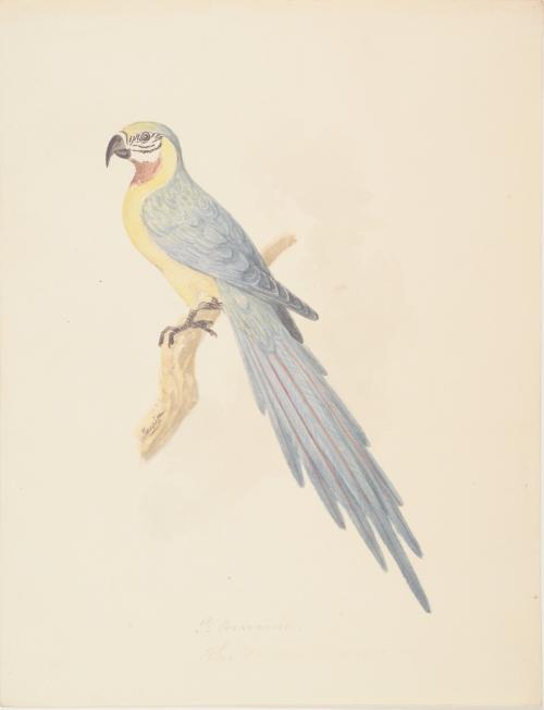 Parrot