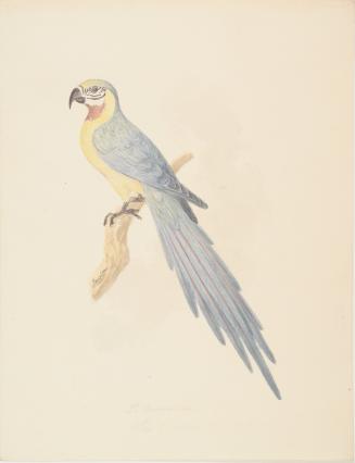 Parrot