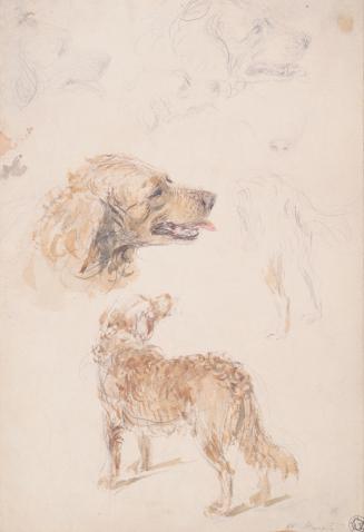 Dog Studies