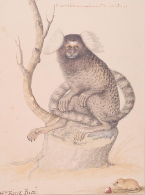 Marmoset
