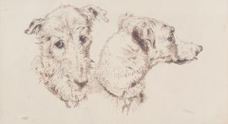 Studies of a Deer Hound
