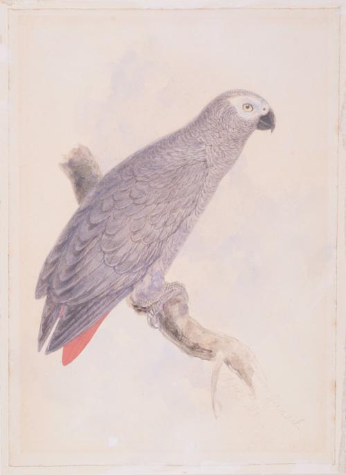 Parrot, African Grey
