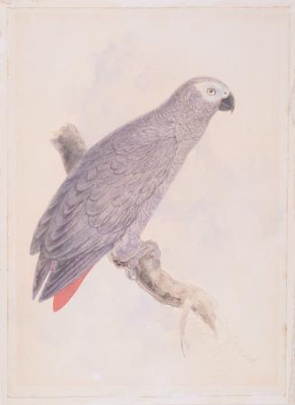 Parrot, African Grey