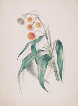 Buddleja Globosa