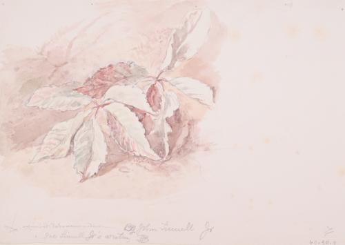 John Linnel Jr.