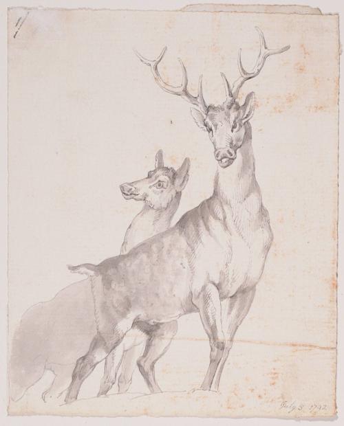 Two Deer