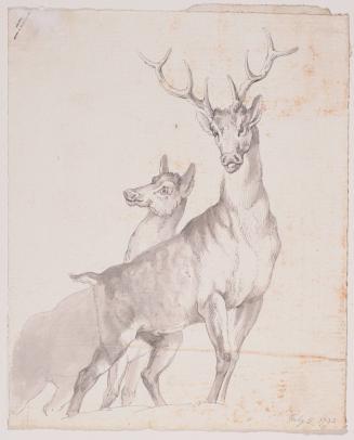 Two Deer