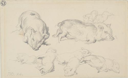 Study of Young Pigs