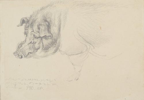 Pig