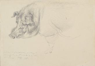 Pig