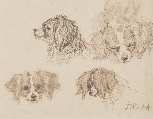 Studies of a Dog's Head