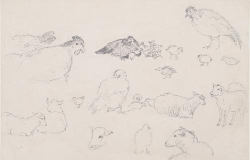 Studies of Chicken and Sheep