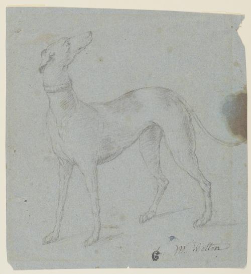 Greyhound