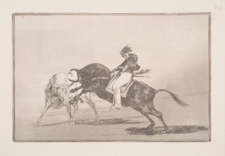 The same Ceballos mounted on another bull breaks short spears in the ring at Madrid (El mismo Ceballos montado sobre otro toro quiebra rejones el la plaza de Madrid)