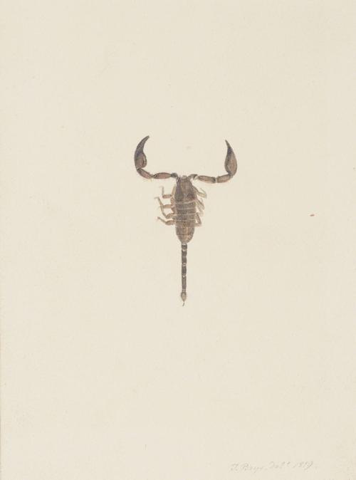 Scorpion