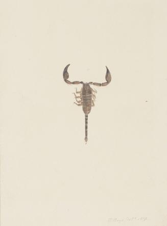 Scorpion