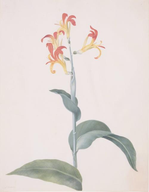Canna (Scitaminea)
