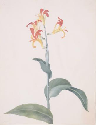 Canna (Scitaminea)