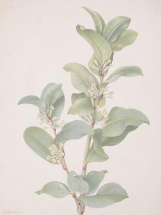 Cestrum