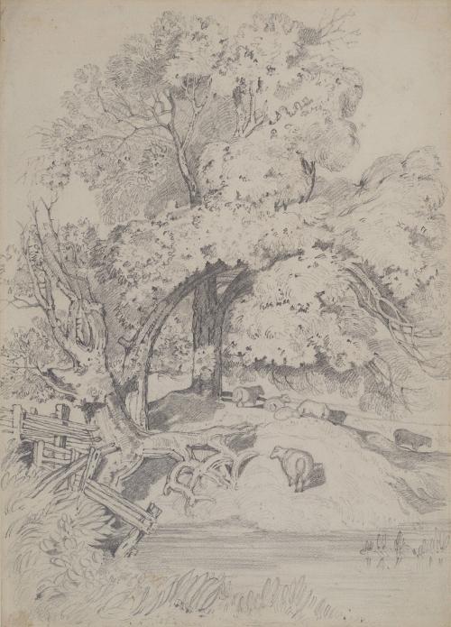 Sheep Under the Trees