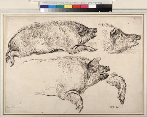 Wild Boar