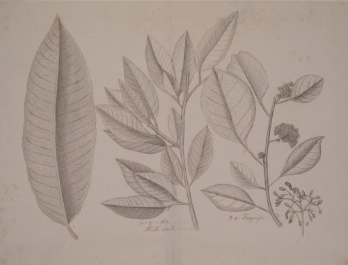 Study of Four Botanical Specimens