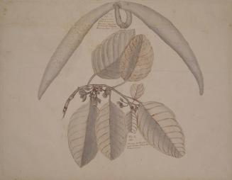 Study of Botanical Specimen