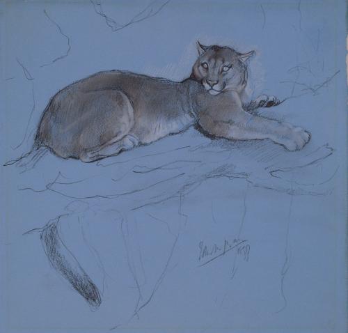Puma