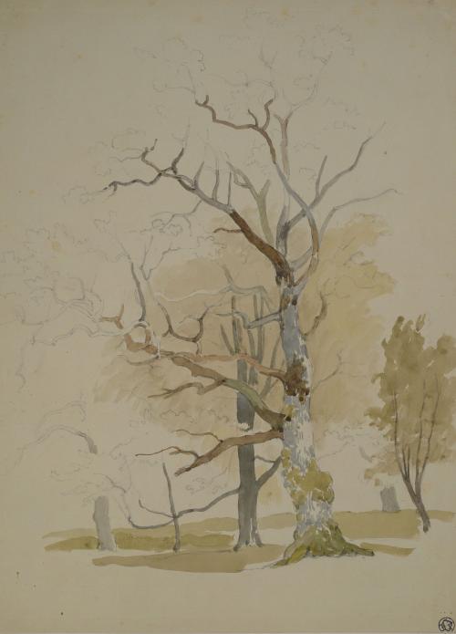 Tree Study