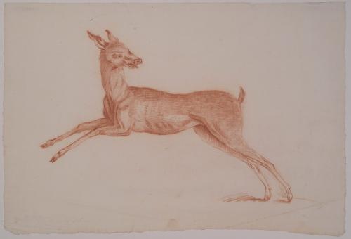 Deer