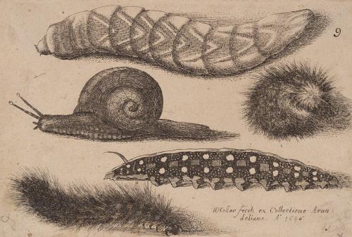 Four Caterpillars and a Snail