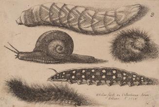 Four Caterpillars and a Snail