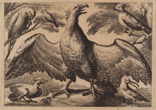 Eagle, Parrot, and Other Birds
