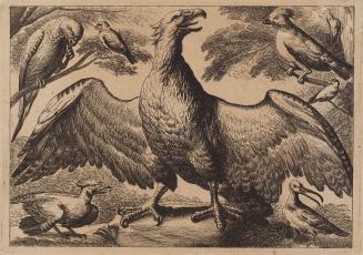 Eagle, Parrot, and Other Birds