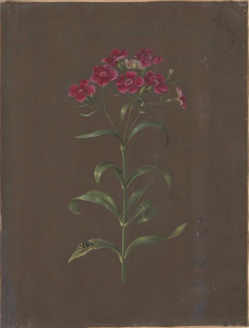 Sweet William