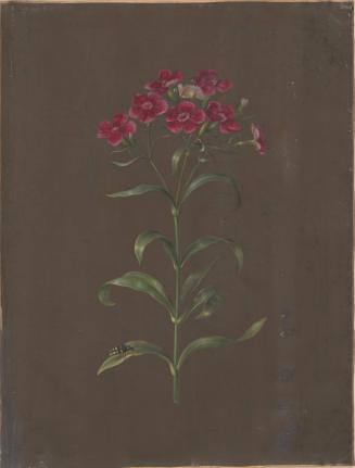 Sweet William