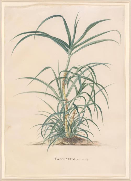 Saccharum